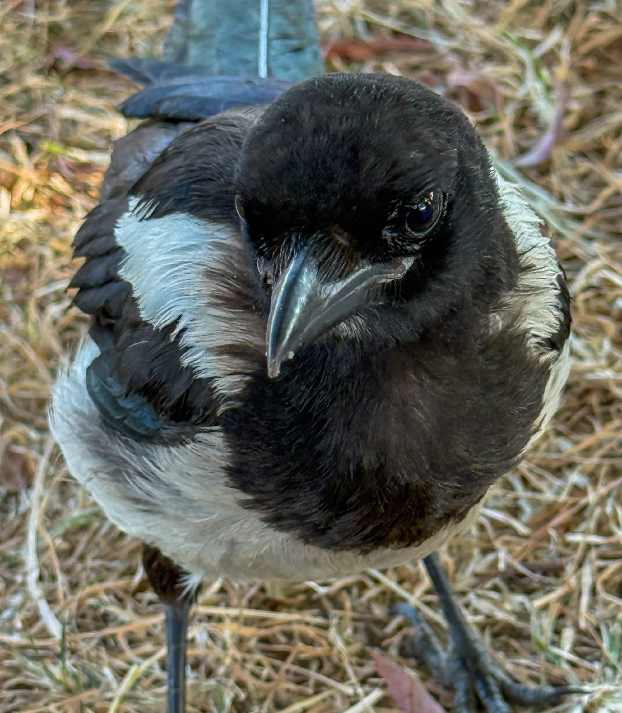 Now facing the camera, head tilted slightly.