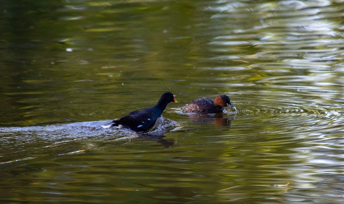 Moorhen is chasing the Little Grebe, who has a small fish in his beak. Less water displacement possibly indicating less speed in the chase.