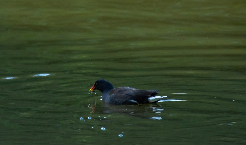 A Moorhen with the small fish that the Little Grebe slapped down on the lake surface for him. 
