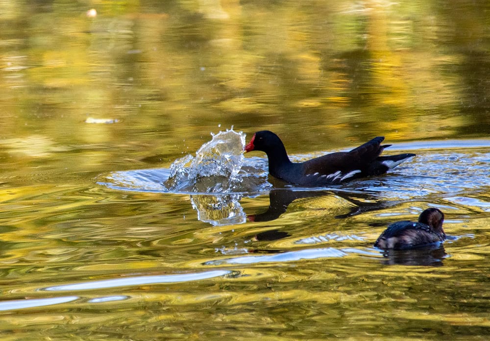 A splash of water in front of the Moorhen - the Little Grebe had dived into the lake to get away. Her grebelet is sitting on the side, waiting patiently. 
