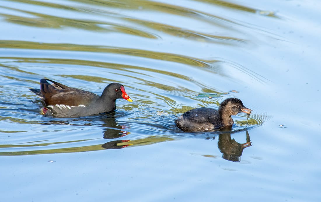 A Moorhen chases a Little Grebe across the lake, trying to get his fish.