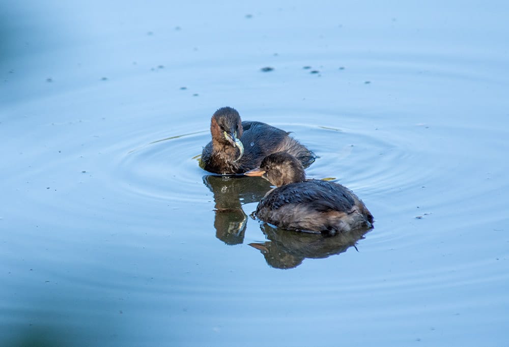 An adult Little Grebe is on the lake with a fish in her mouth. One of her grebelets is in front of her, waiting to be fed.