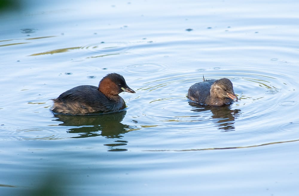The adult Little Grebe looks on as her grebelet eats the fish.