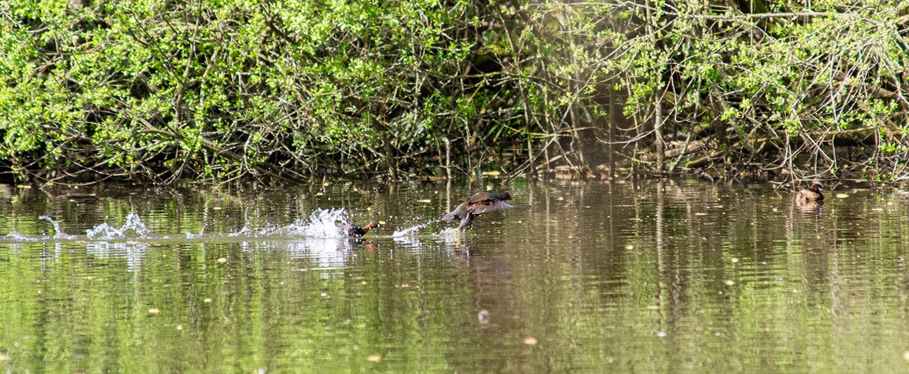 A distant shot of a Little Grebe chasing a Moorhen across the lake, with water splashing everywhere. The wooded wetland area is in the background.