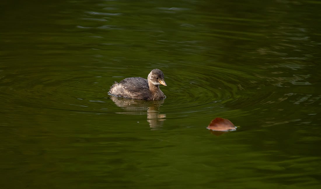 A photo of an immature Little grebe, all brown with a fluffy butt, sitting in the middle of a lake. A leaf is in front of him.