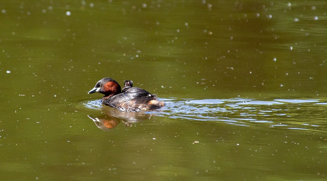 A grebelet sitting on top of her parent's back, zipping along the lake.