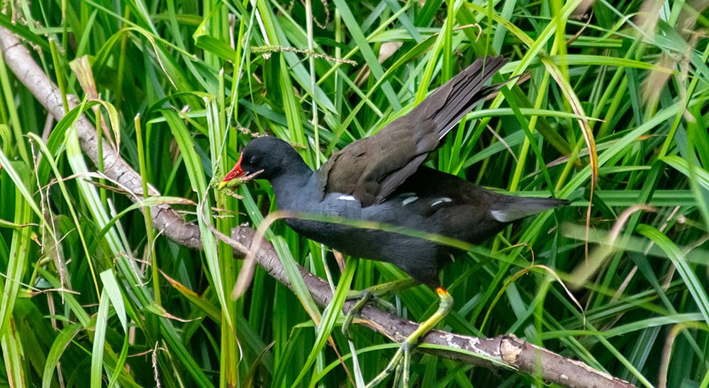 A Moorhen balancing precariously on a branch that has fallen across the pendulous sedge on the bank of the lake. She has some sedge seeds in her beak.