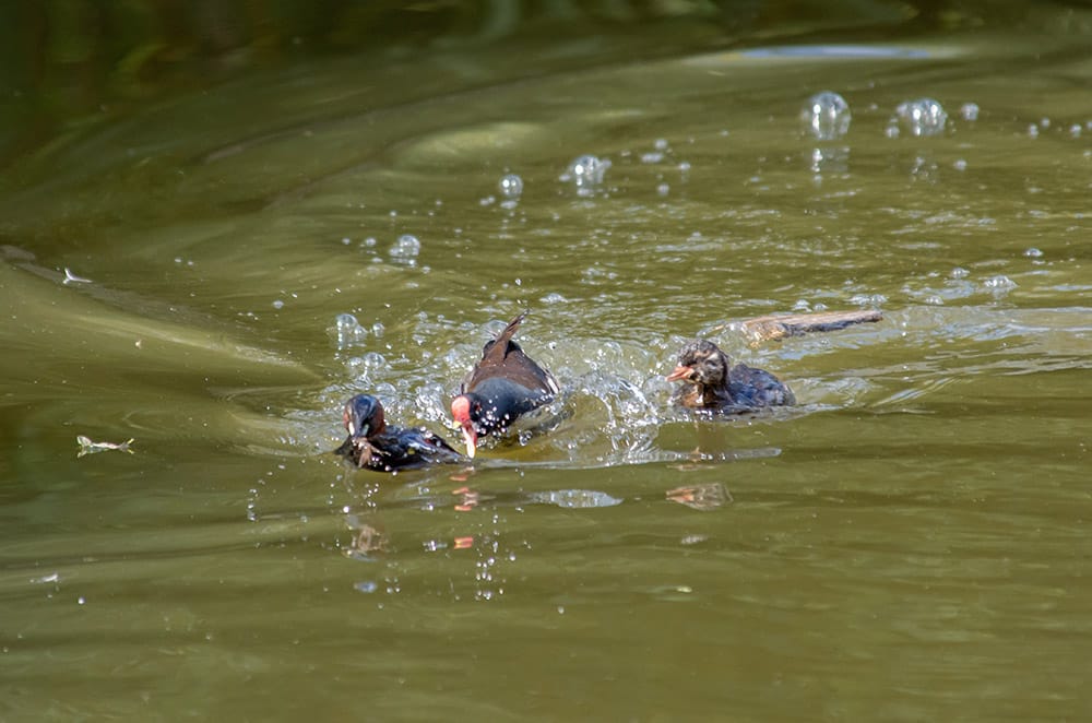 A Moorhen is lunging after a Little Grebe, beak wide open, water splashing everywhere. The Little Grebe parent is trying to swim away, while her grebelet looks on, confused.
