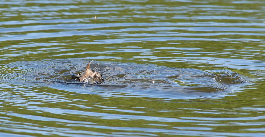 A Little Grebe diving down for some food. All you can see is his butt as he goes under. 