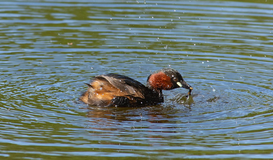 A Little Grebe with some sort of larva in her beak. She is whacking on the surface of the water, water droplets are everywhere.
