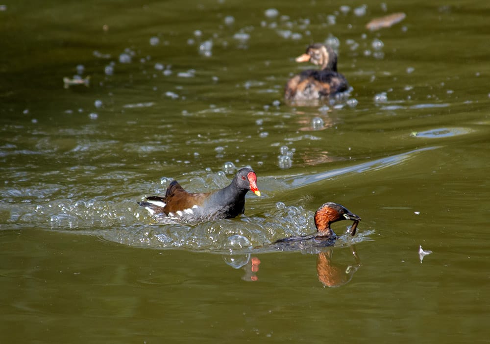 A Moorhen is chasing a Little Grebe who holds a larva in her beak. A lot of water displacement indicating the speed they are travelling.
