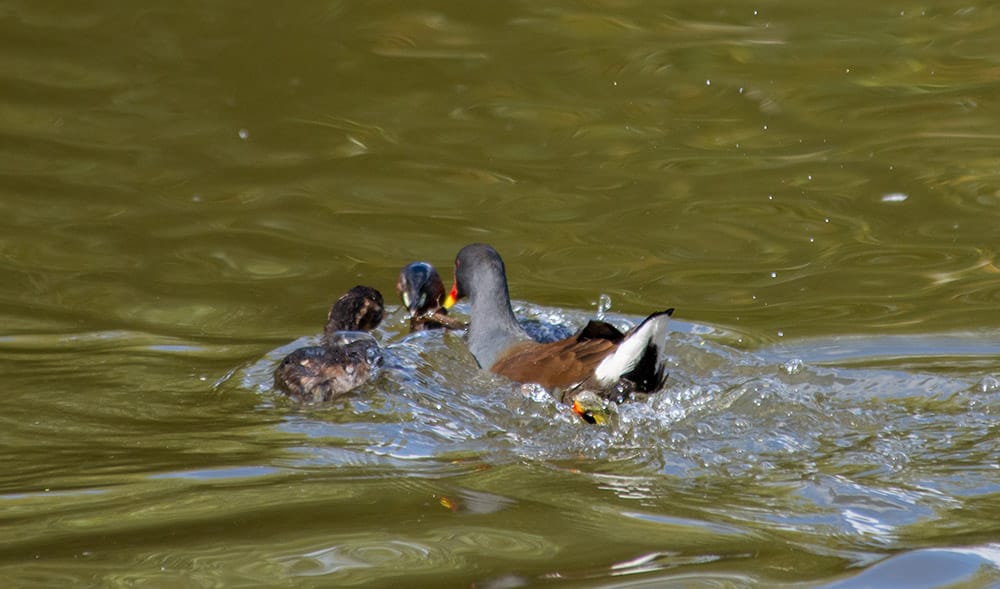 The Moorhen is chasing a Little Grebe and youngster - she is practically on top of them.