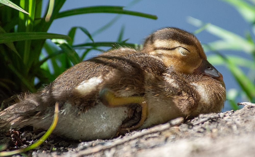 A photograph of a Mandarin Duck duckling. He is sleeping on the bank of the lake, head and beak tucked into his chest, one leg pulled up. 