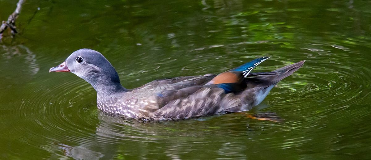 A photograph of a Mandarin duck with grey-brown feathers and some orange and blue.
