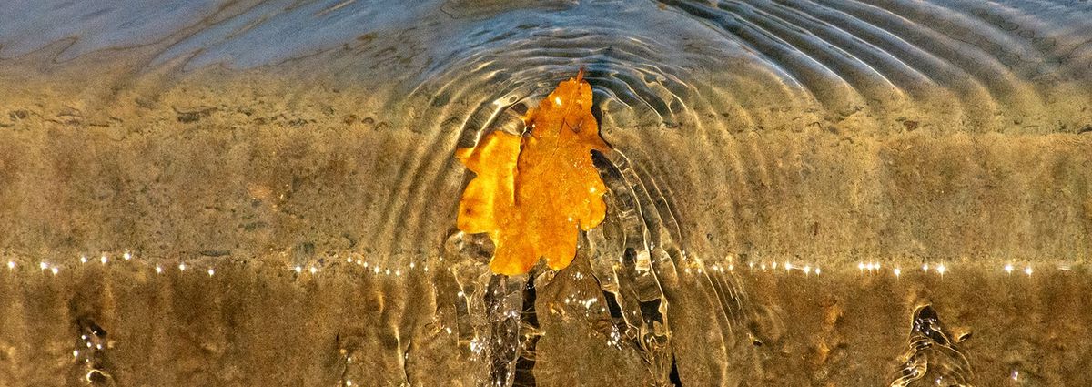 A photograph of a leaf at the edge of a weir. Water is flowing around it, creating concentric lines.