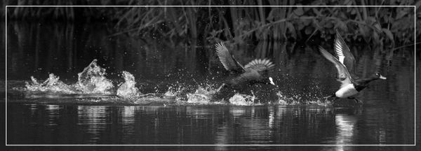 A photograph of a Coot chasing a Tufted Duck. They are both fly-walking across the lake, water is everywhere.