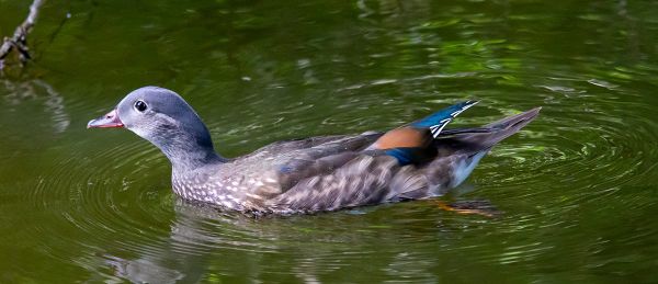 A photograph of a Mandarin duck with grey-brown feathers and some orange and blue.