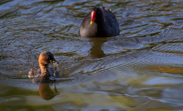 Photo of a Little Grebe with a fish with a bigger Moorhen looking at her in the background