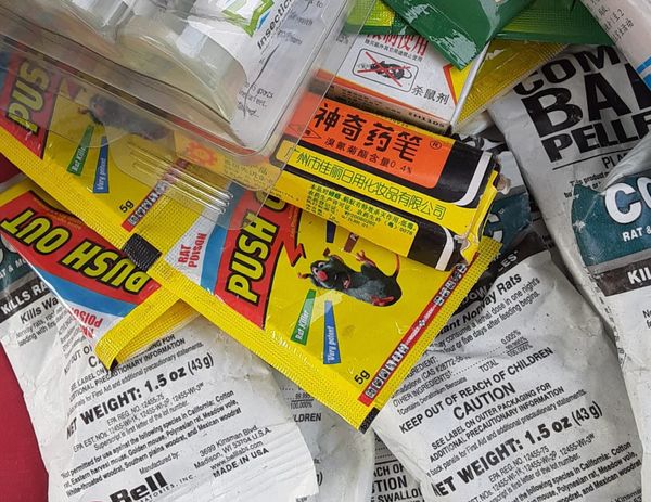 A mixture of pesticide packets, including a bright yellow rodenticide packet featuring a picture of an animated rat.