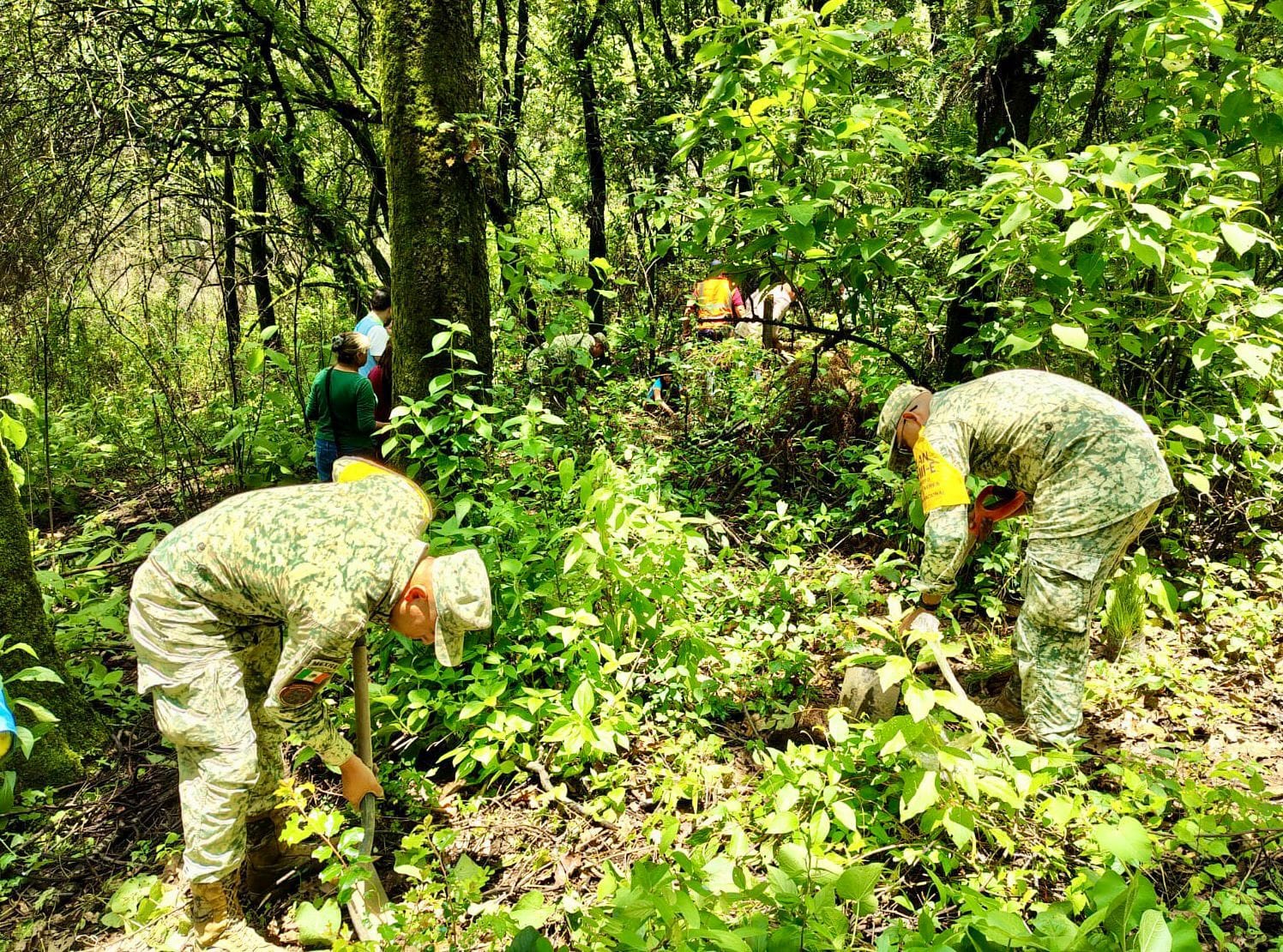 ocotepec reforestacion