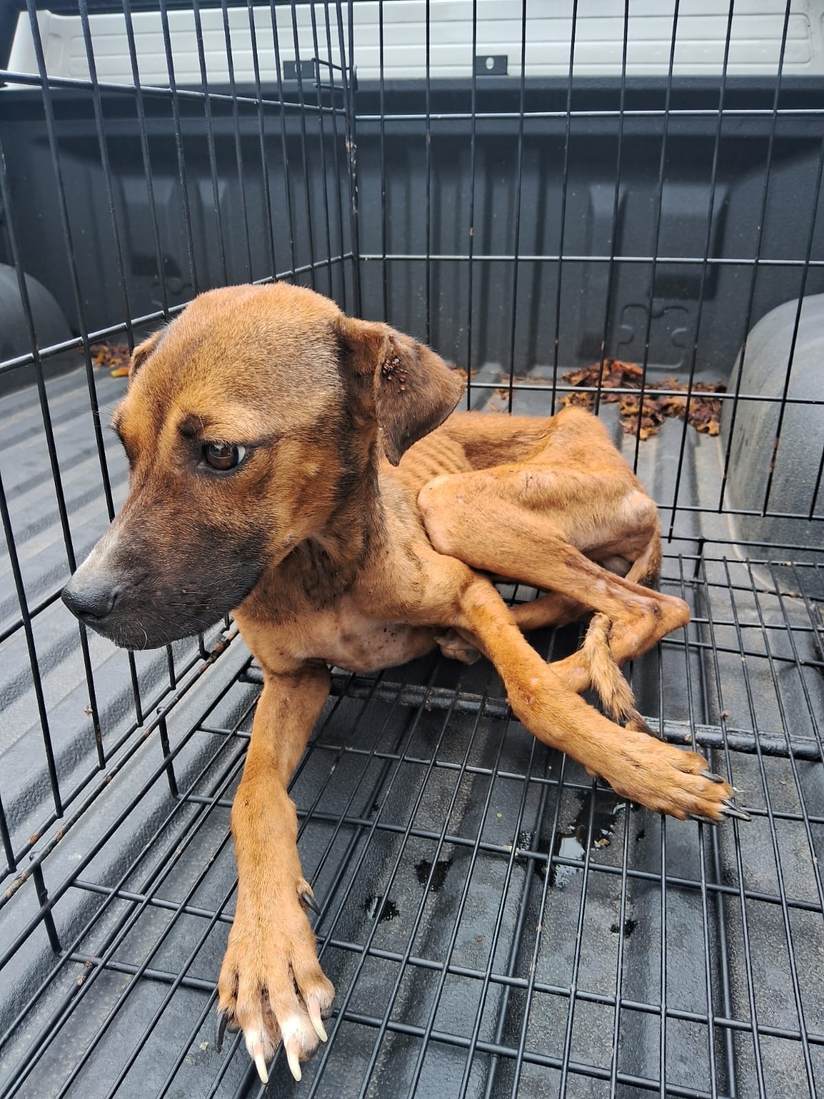 rescatan perro ayala