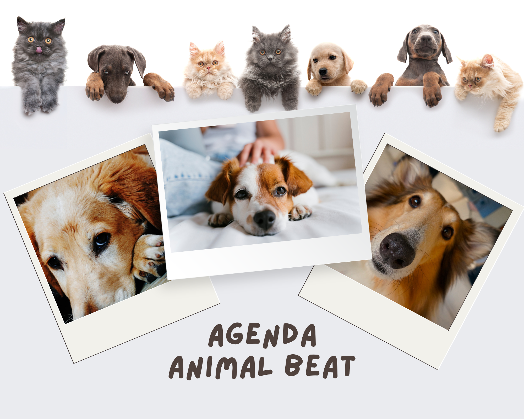 What is Agenda Animal Beat?