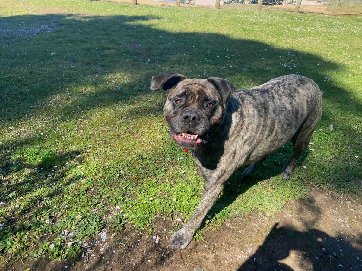 Ode to Gracie my dog pal