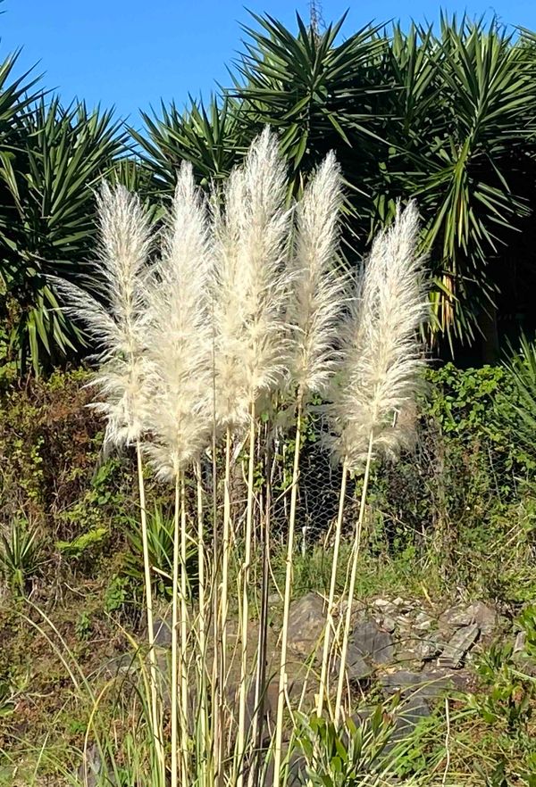 #1 Tuning the Senses