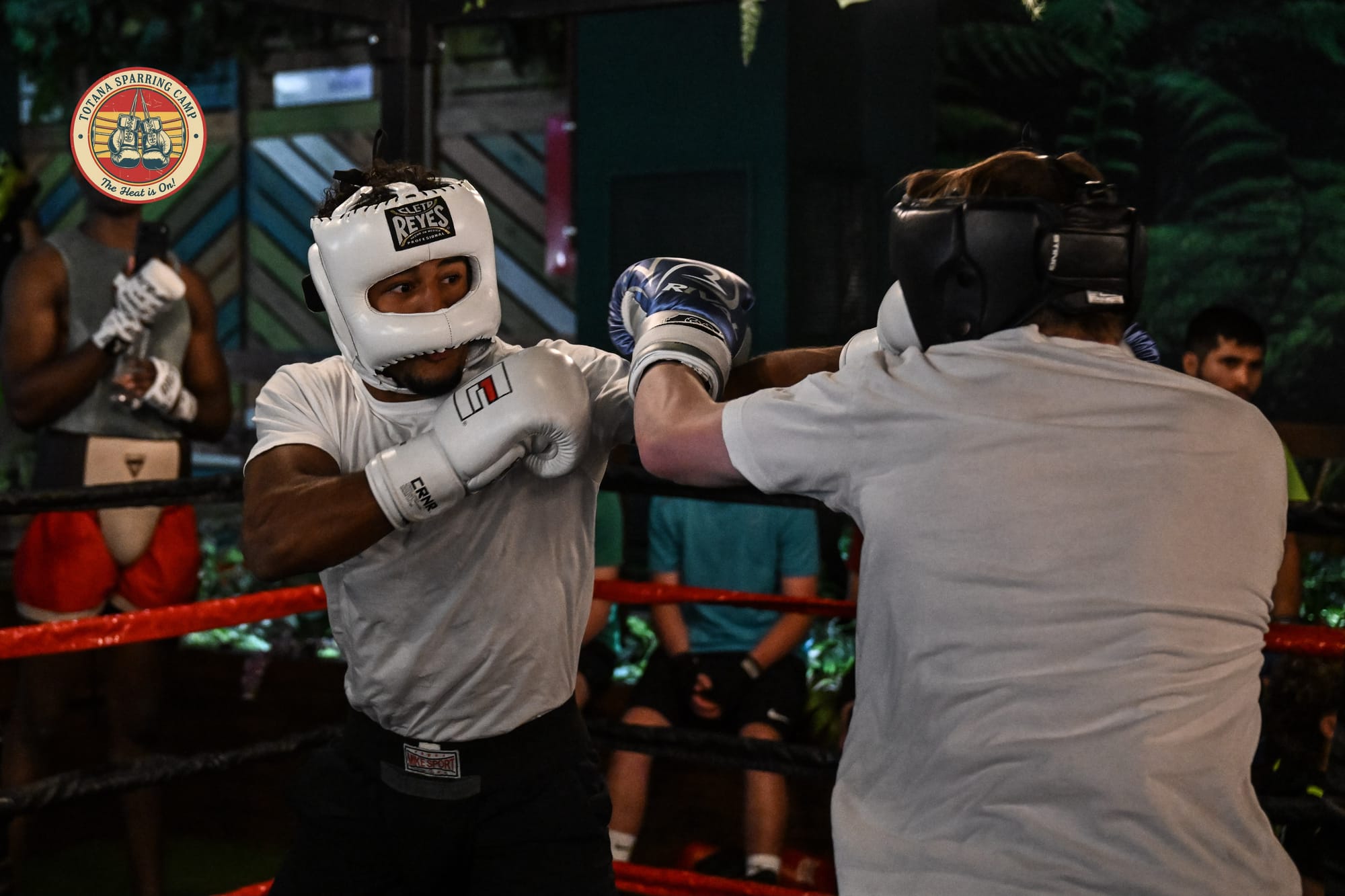 Sparring im Boxring beim Totana Sparring Camp mit zwei Boxern in weissen Trainingsshirts