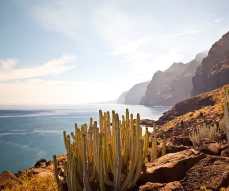 Felsküste und Kakteen auf Teneriffa