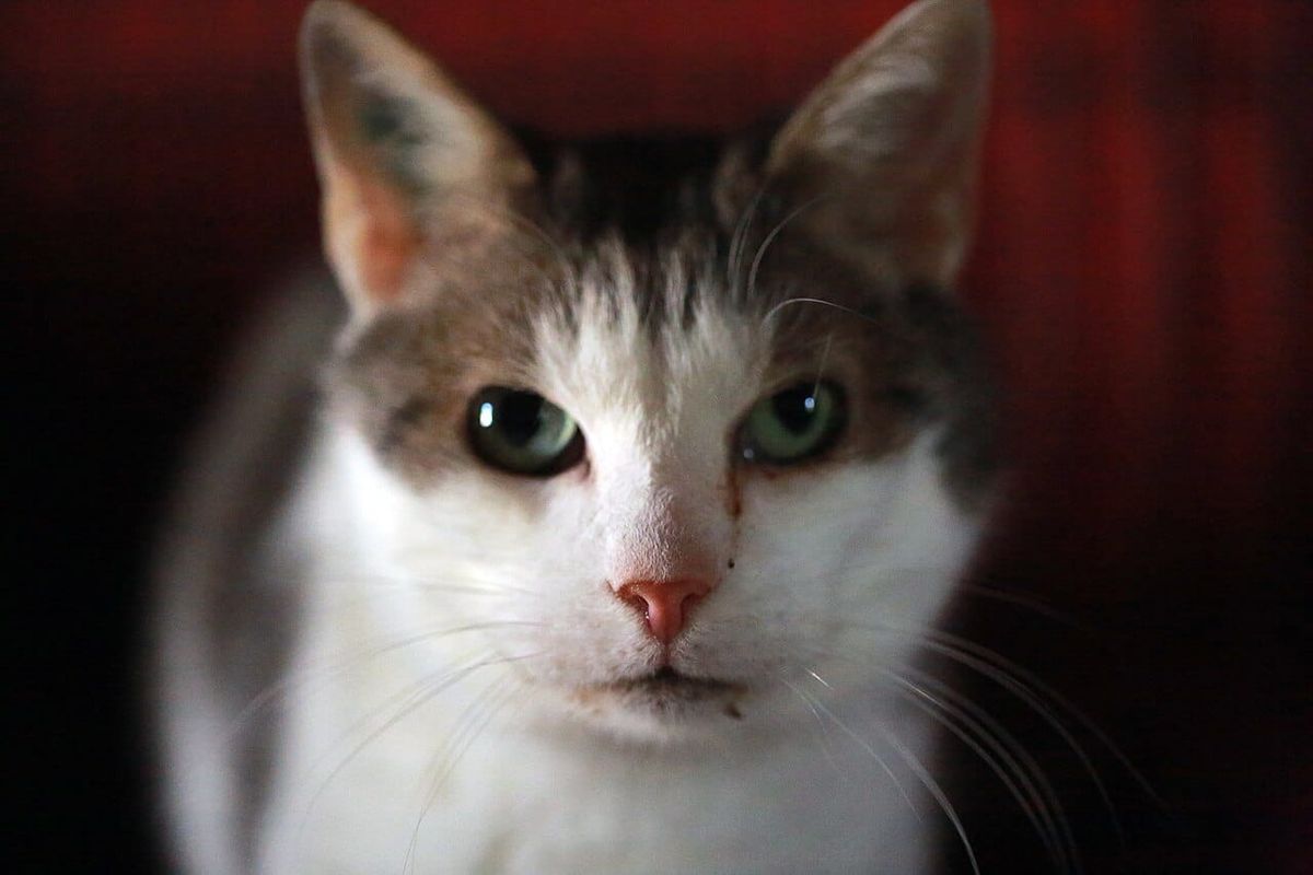 Porträt einer Katze in einem Tierheim. Symbolbild zur Tierschutzstatistik; keine Aufnahme aus einer der erfassten STS-Sektionen.