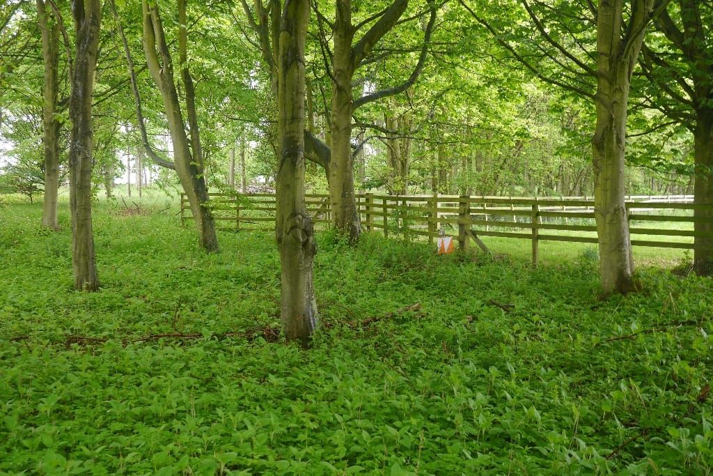 Orange-weisser Orientierungslaufposten in einem Wald bei Archerfield. Symbolbild, keine Aufnahme der Staffel-SM 2026 in La Côte-aux-Fées.