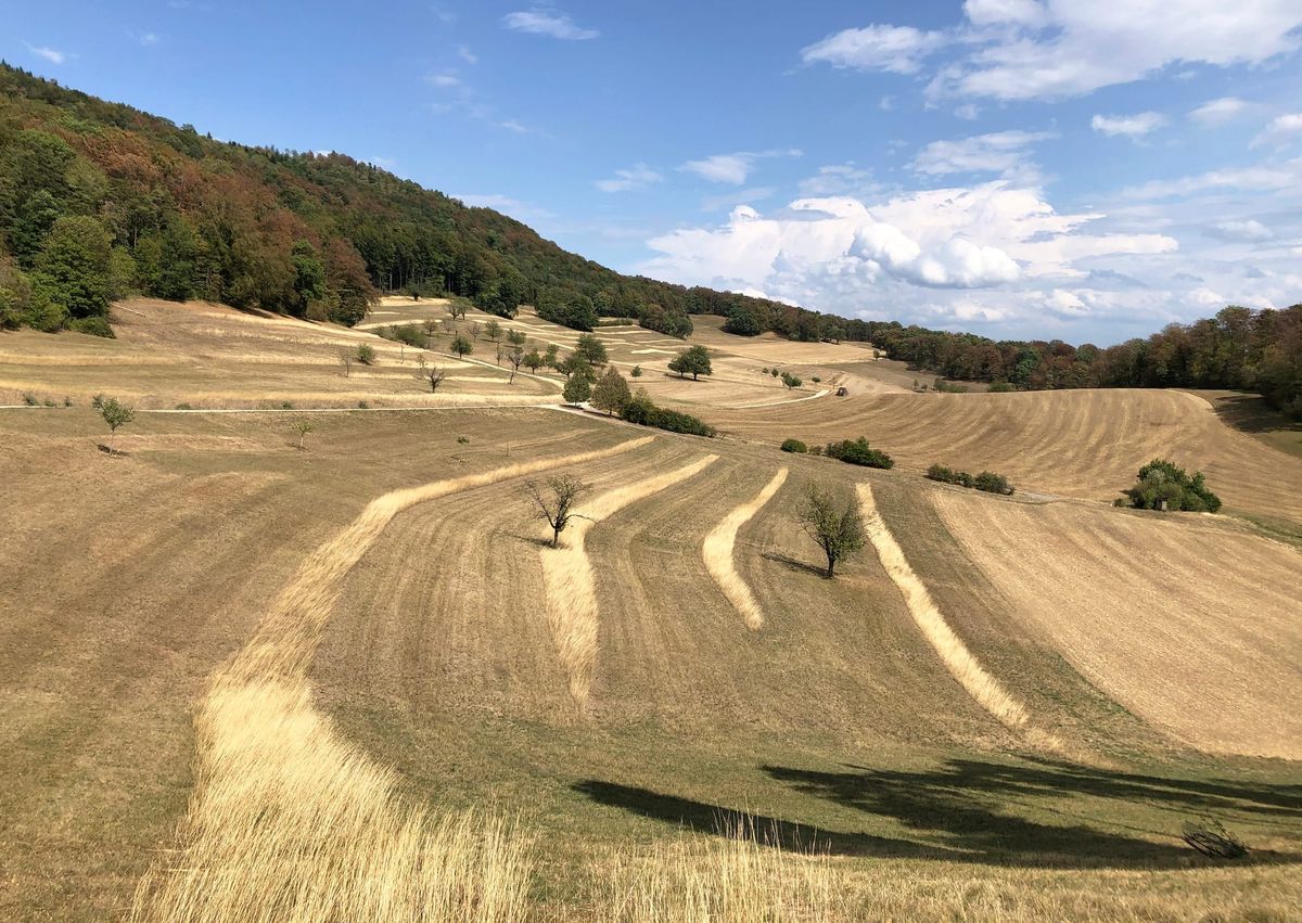 Ausgetrocknete Wiesen und Wälder am Jura bei Küttigen im August 2026