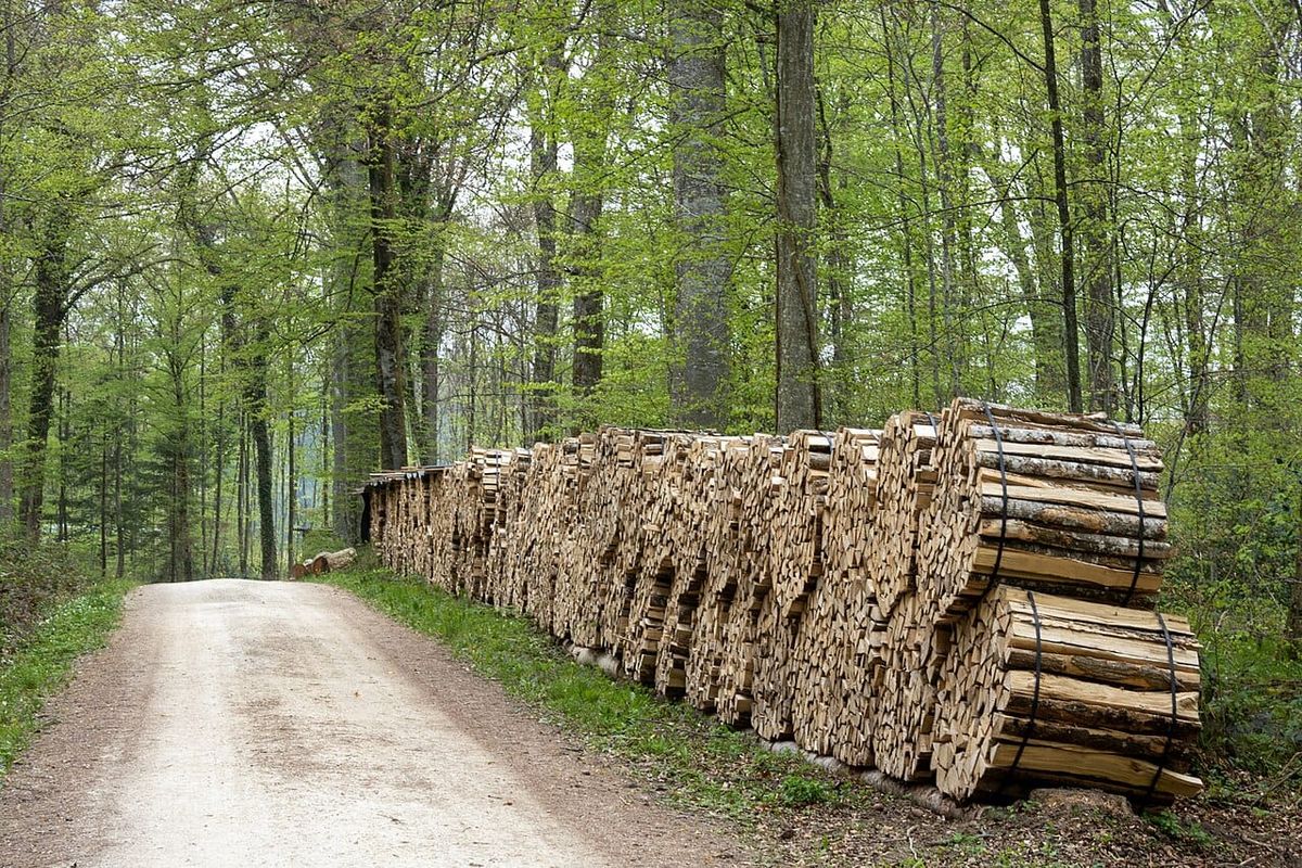 Gestapeltes Holz am Weg im Tägerwilerwald im Thurgau. Archivbild zur Waldbewirtschaftung, keine Dokumentation der Trockenschäden 2026.