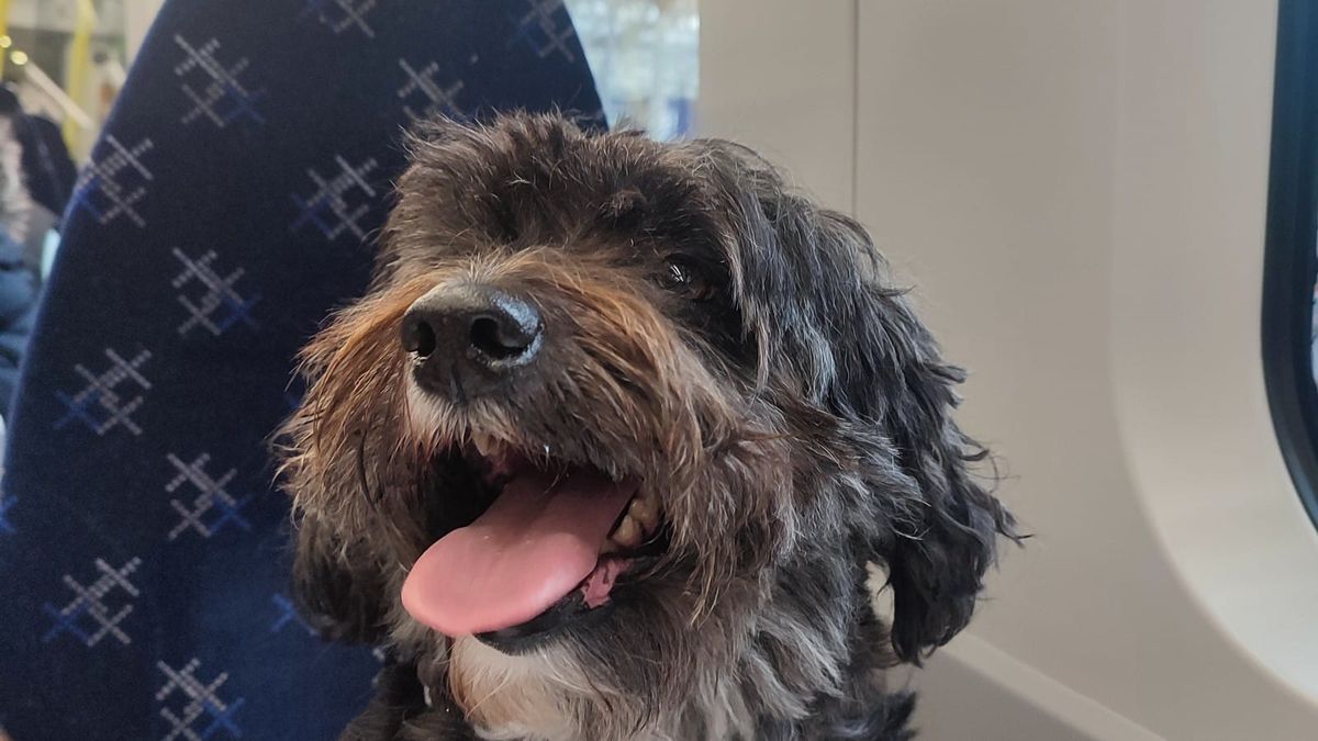 Kleiner Hund in einem ScotRail-Zug