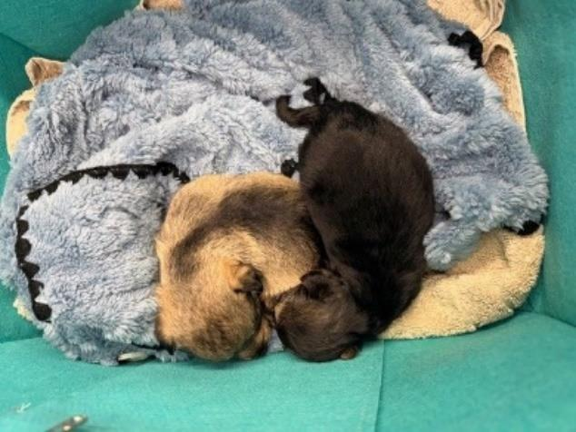Foto aus dem Originaldokument: Grenchen: Zwei Hundewelpen im Wald ausgesetzt – die Polizei sucht zur Ermittlung der verantwortlichen Person Zeugen