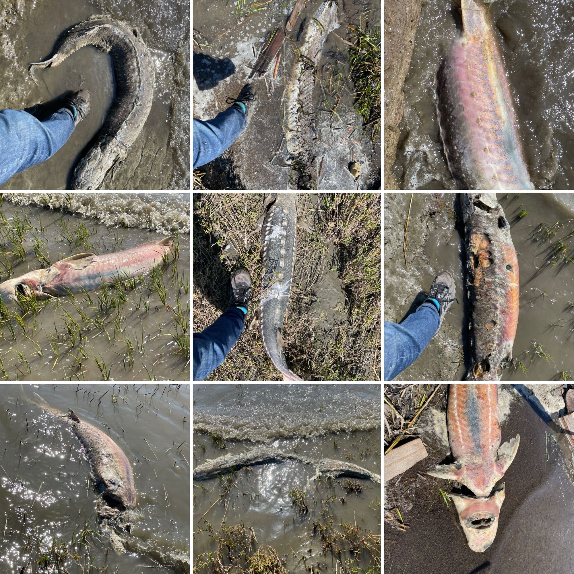 Photos of dead sturgeon observed on Mare Island.