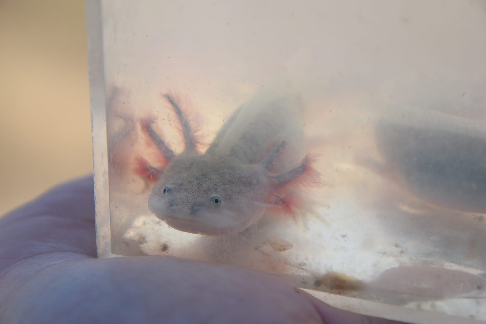 Docents show off a juvenile tiger salamander at the Jepson Prairie Preserve Tour