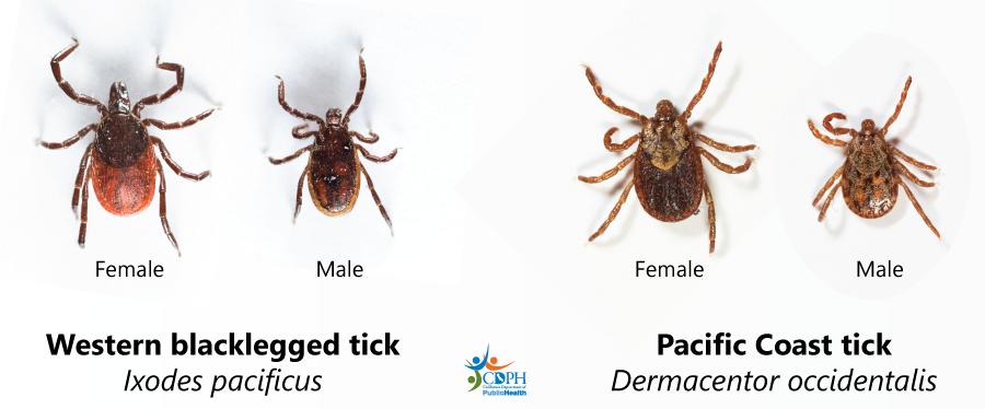 Example of ticks found in California. 