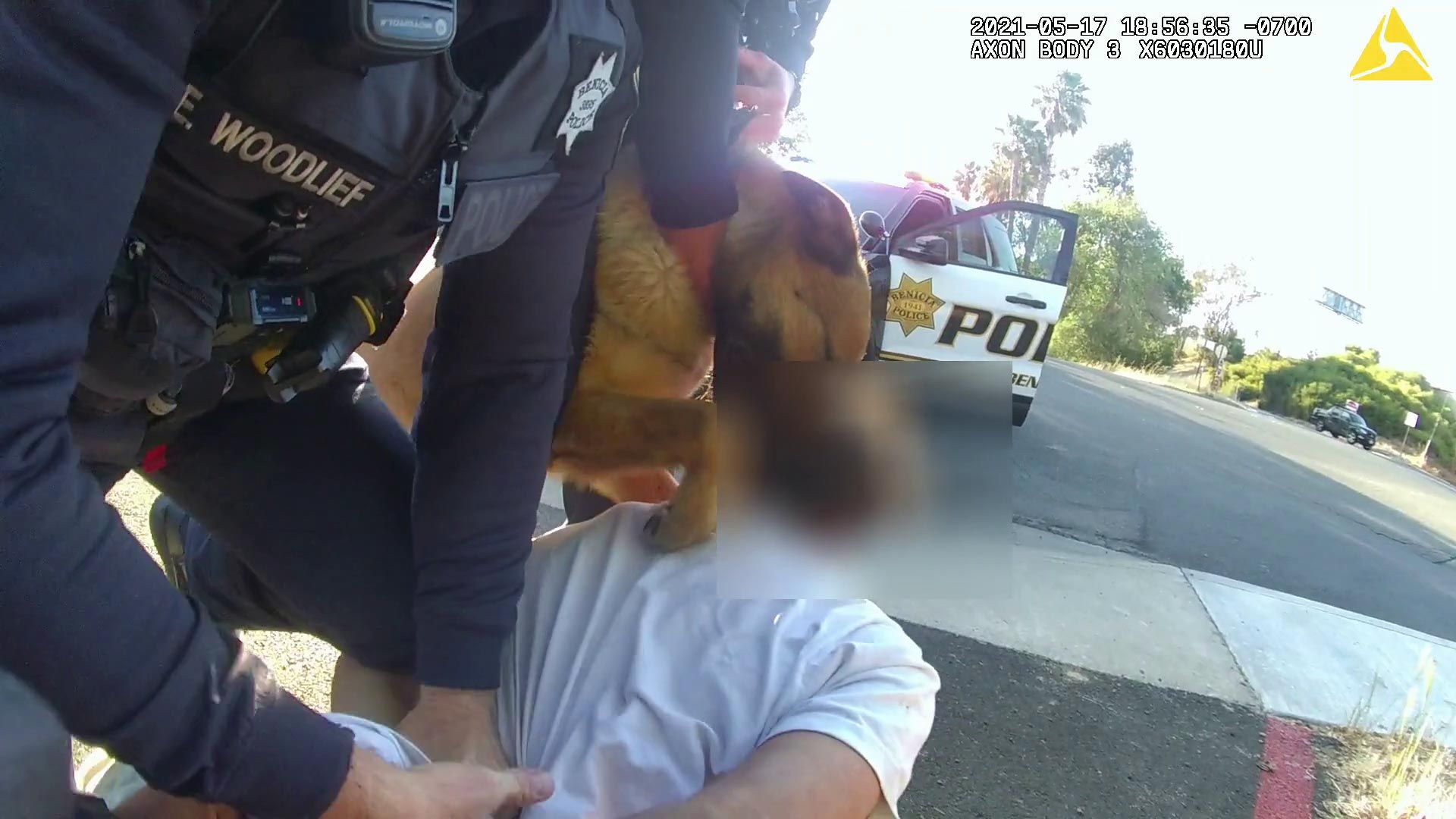 Benicia police dog mauled man after ‘accidental’ release