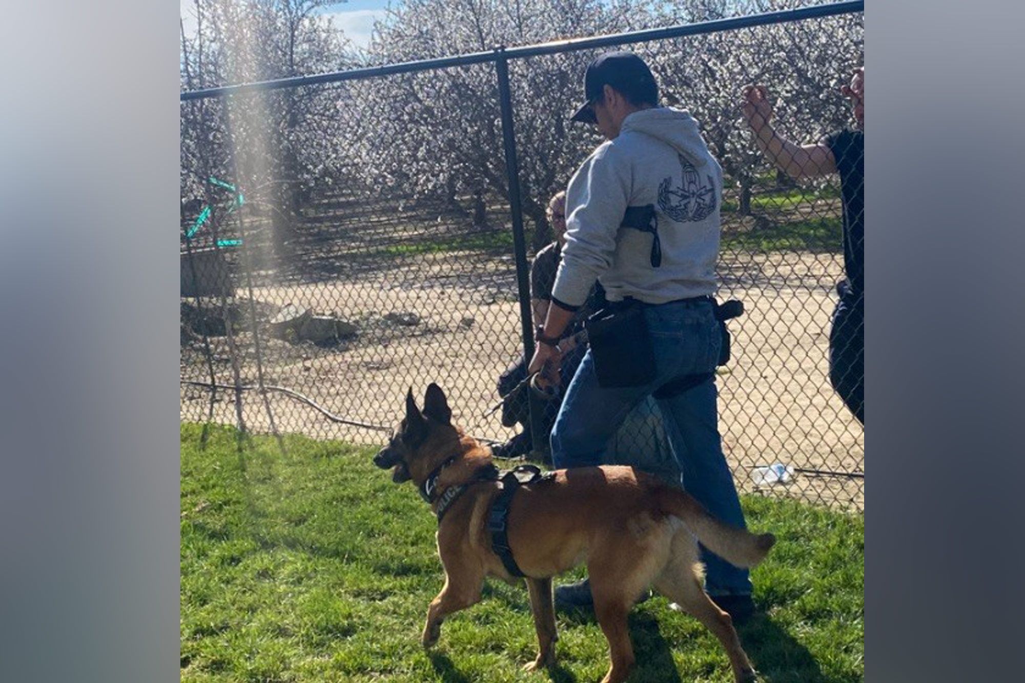 Vallejo settles lawsuit over police dog bite for $40K