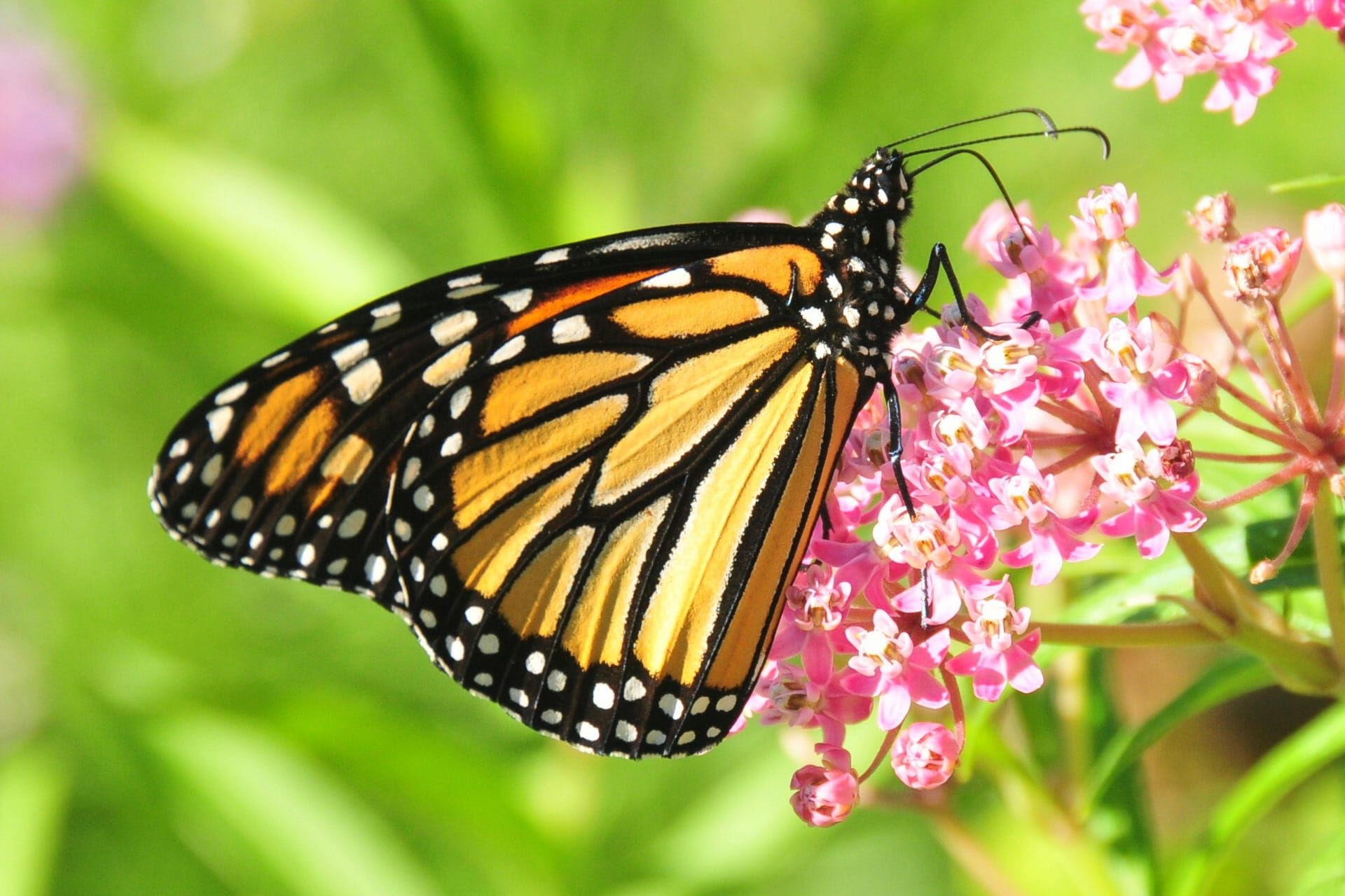 Upcoming Vallejo Events — Butterfly Festival flaps into town