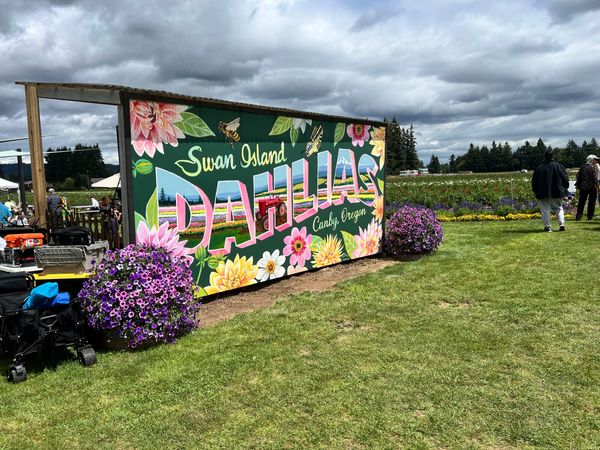Annual Dahlia Festival Returns at Swan Island Dahlias