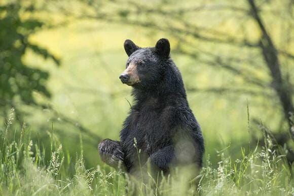 Requiem for a Bear