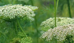 Zahnstocherkraut (Bischofskraut)