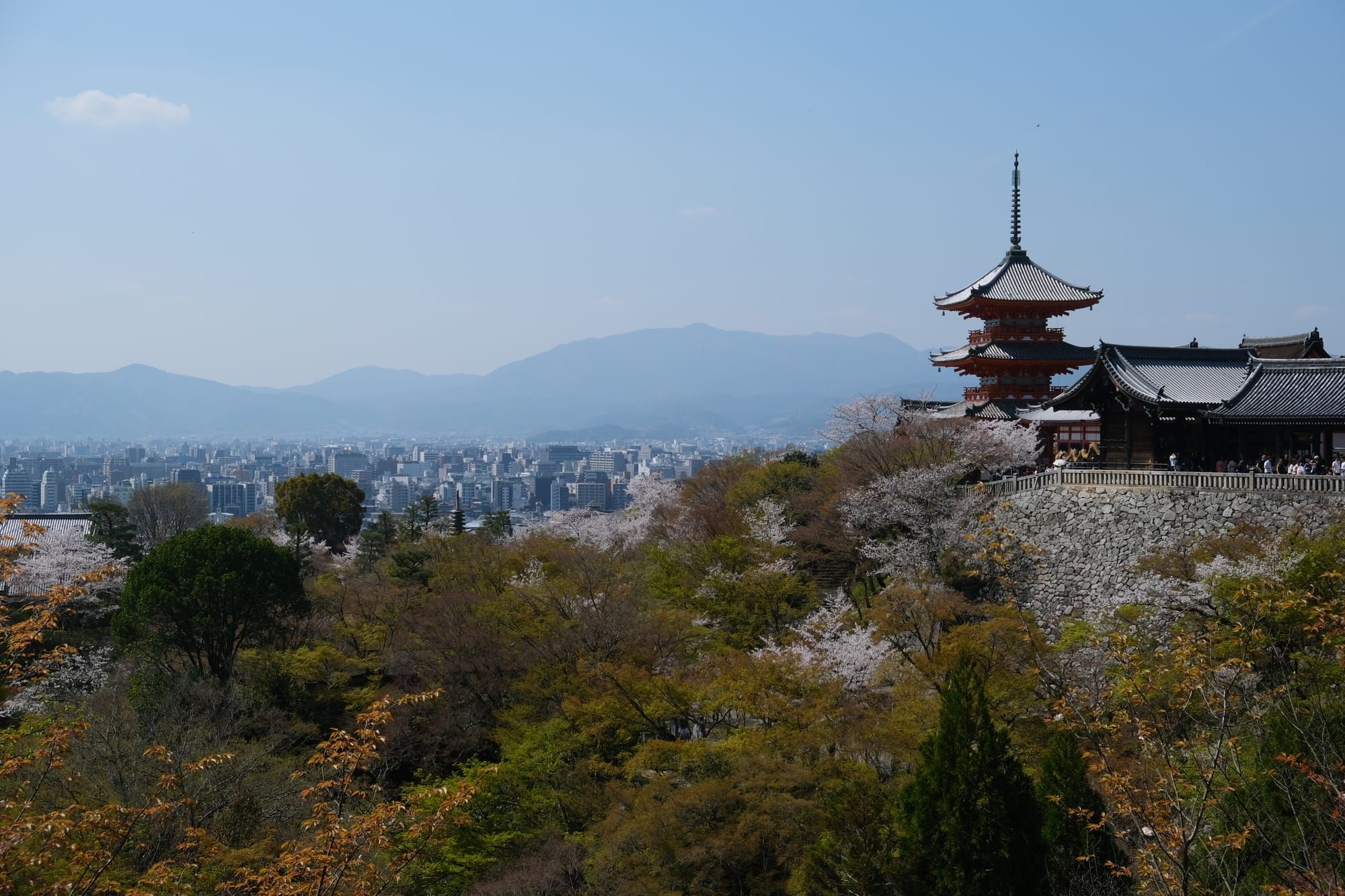 Cherry Blossoms in Kyoto