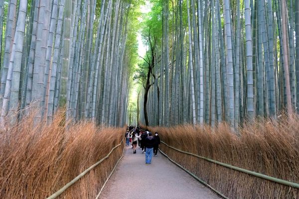 Arashiyama Bamboo Forest and Mount Atago