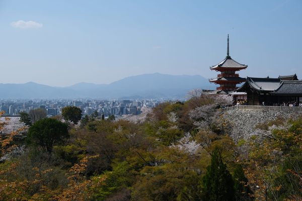 Cherry Blossoms in Kyoto