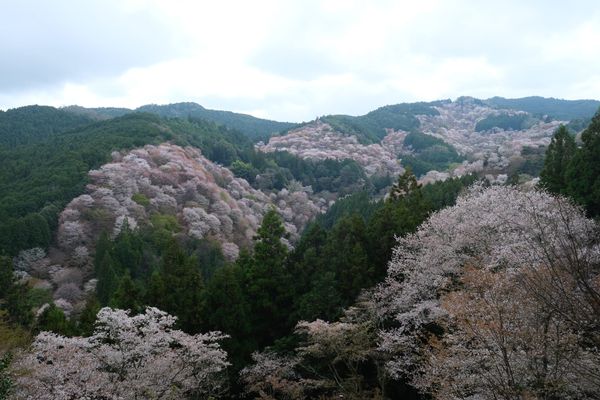Cherry Blossoms in Kansai
