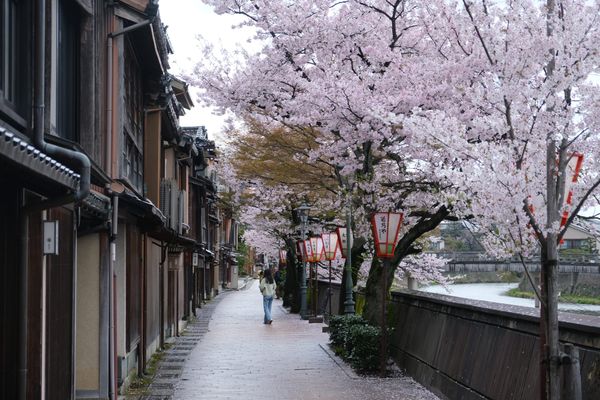 Cherry Blossoms in Kanazawa